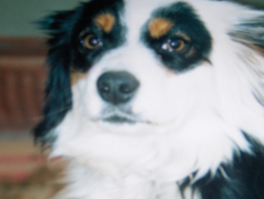esta es la perla, nos la encontramos abandonada i yo mi madre y fali nos la quedamos para quidarla y darle un hogar. era un bolita de pelo quando la cojimos era muy bonita igual que ahora. Pero por mala pata la tuvimos que dar porque no la podiamos quidar y se escapava, y poor suerte le dimos la perla a un niño que va a mi clase asi que cuando la extrenyase la podria ir a ver siempre que quisiera. esta es la perla, nos la encontramos abandonada i yo mi madre y fali nos la quedamos para quidarla y darle un hogar. era un bolita de pelo quando la cojimos era muy bonita igual que ahora. Pero por mala pata la tuvimos que dar porque no la podiamos quidar y se escapava, y poor suerte le dimos la perla a un niño que va a mi clase asi que cuando la extrenyase la podria ir a ver siempre que quisiera.